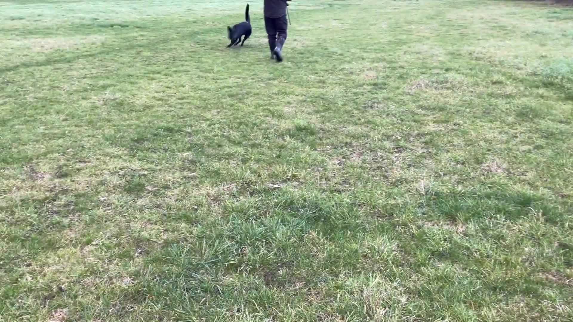 German Shepherd dogs for sale: Outstanding All Black Male  - Video 1