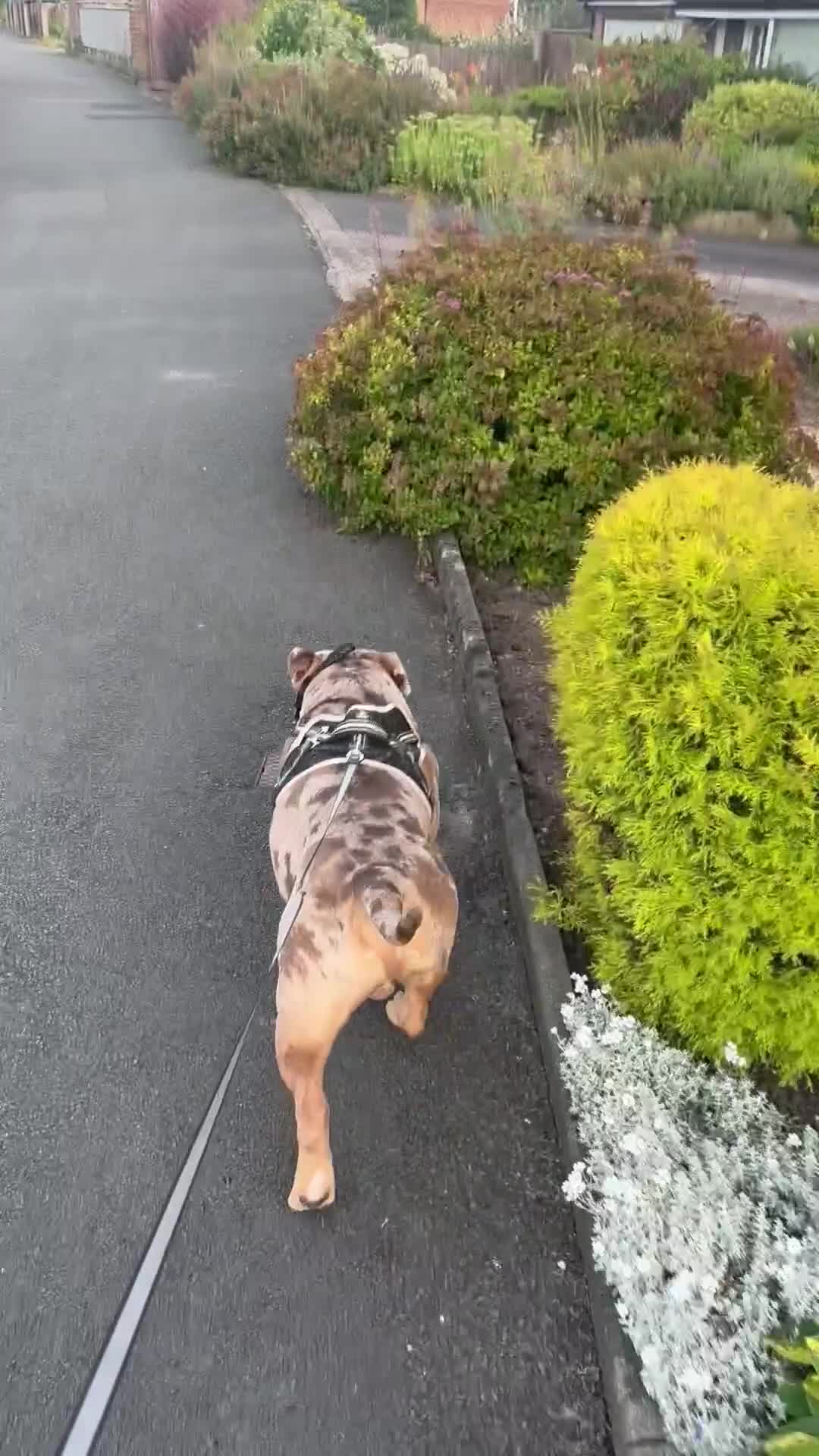 American Bully dogs for sale: Pocket bully  - Video 1