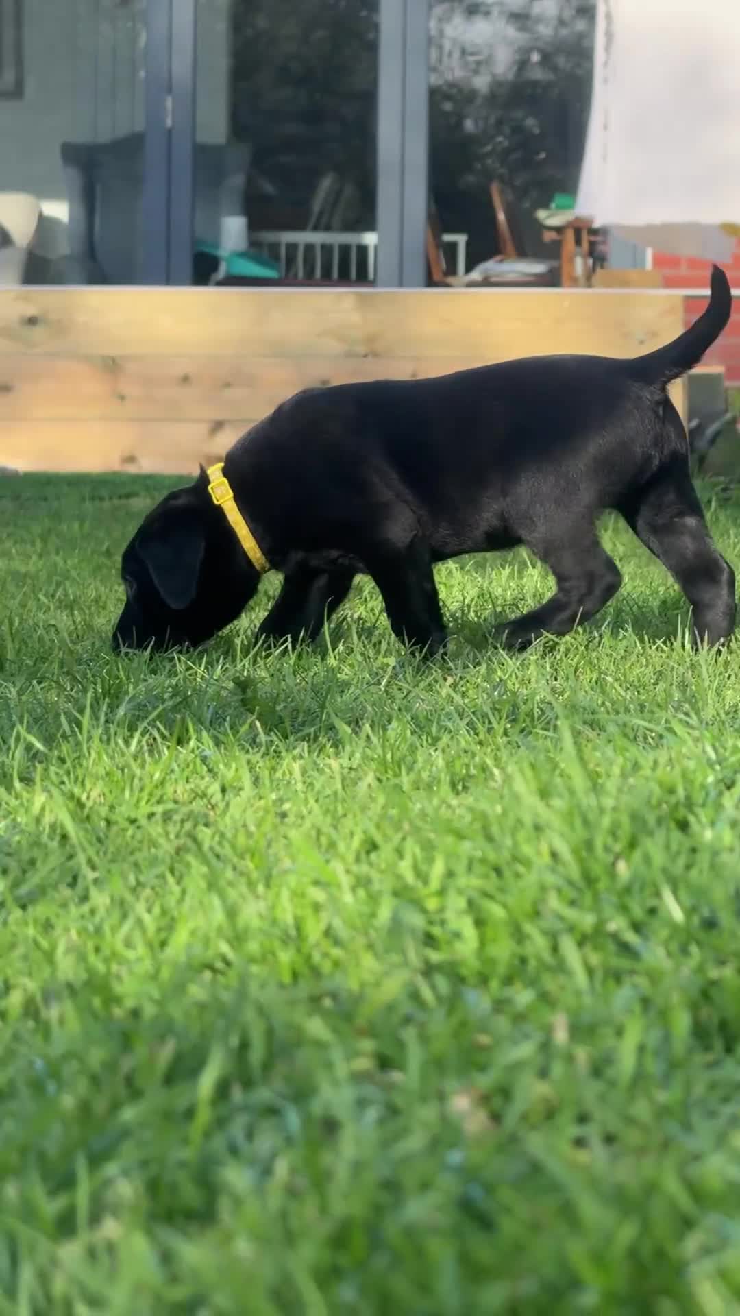 Labrador Retriever dogs for sale: Black working labradors new forest  - Video 2