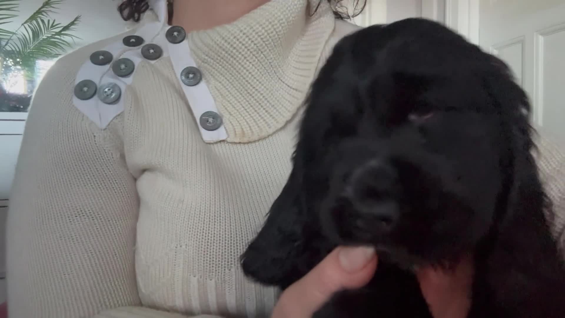 Cocker Spaniel dogs for sale: Super healthy KC Show Type from small litter - Video 1