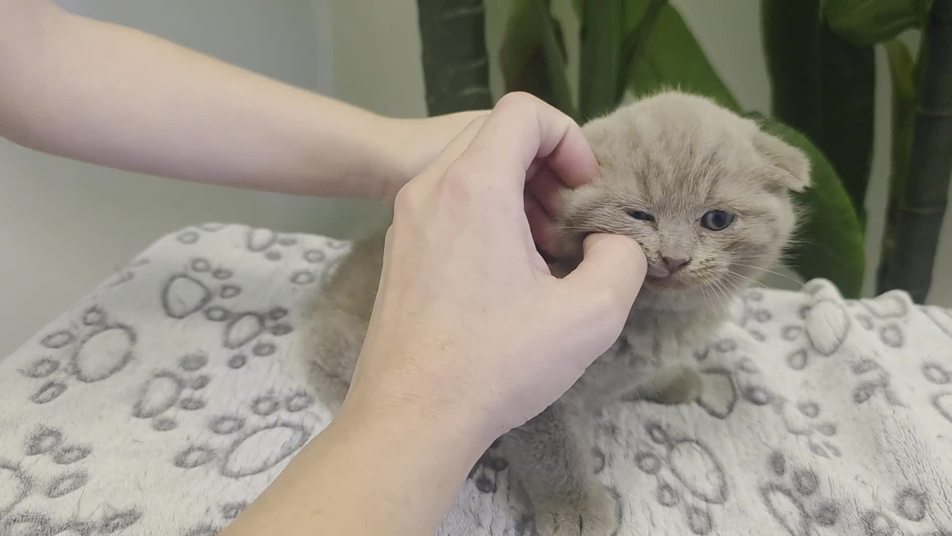 Scottish Fold cats for sale: Beautiful Scottish Fold & Straight Cross Kittens - Video 1