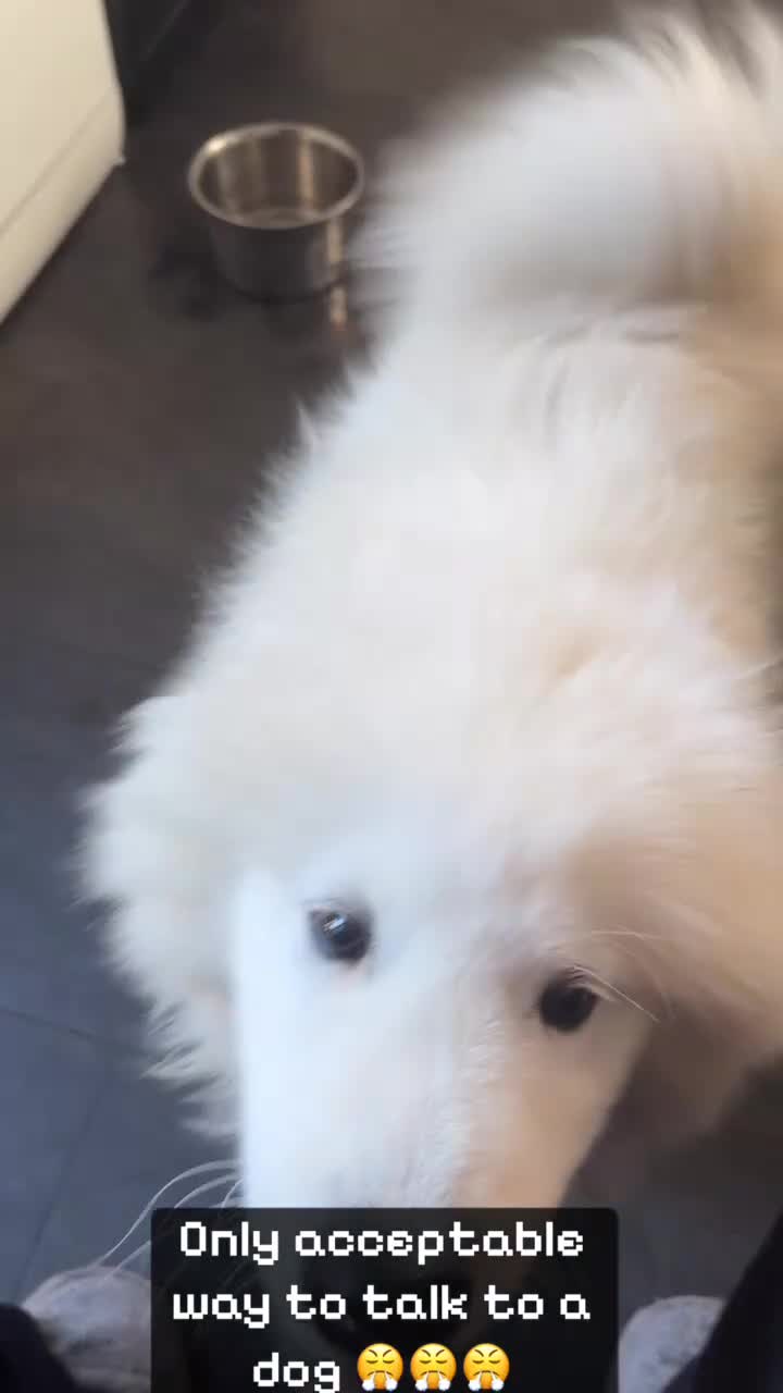 Samoyed dogs for sale: Talkative loveable male Samoyed  - Video 2