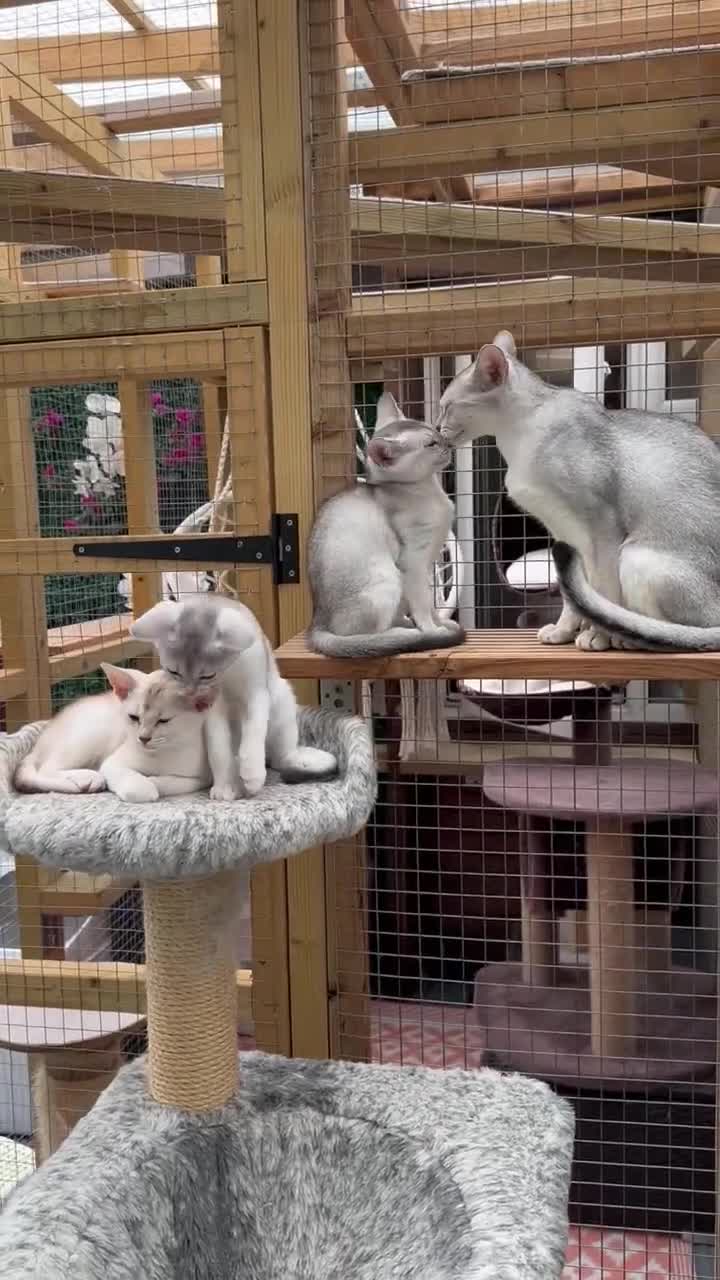 Abyssinian cats for sale: Pedigree Silver Abyssinian kittens - Video 3