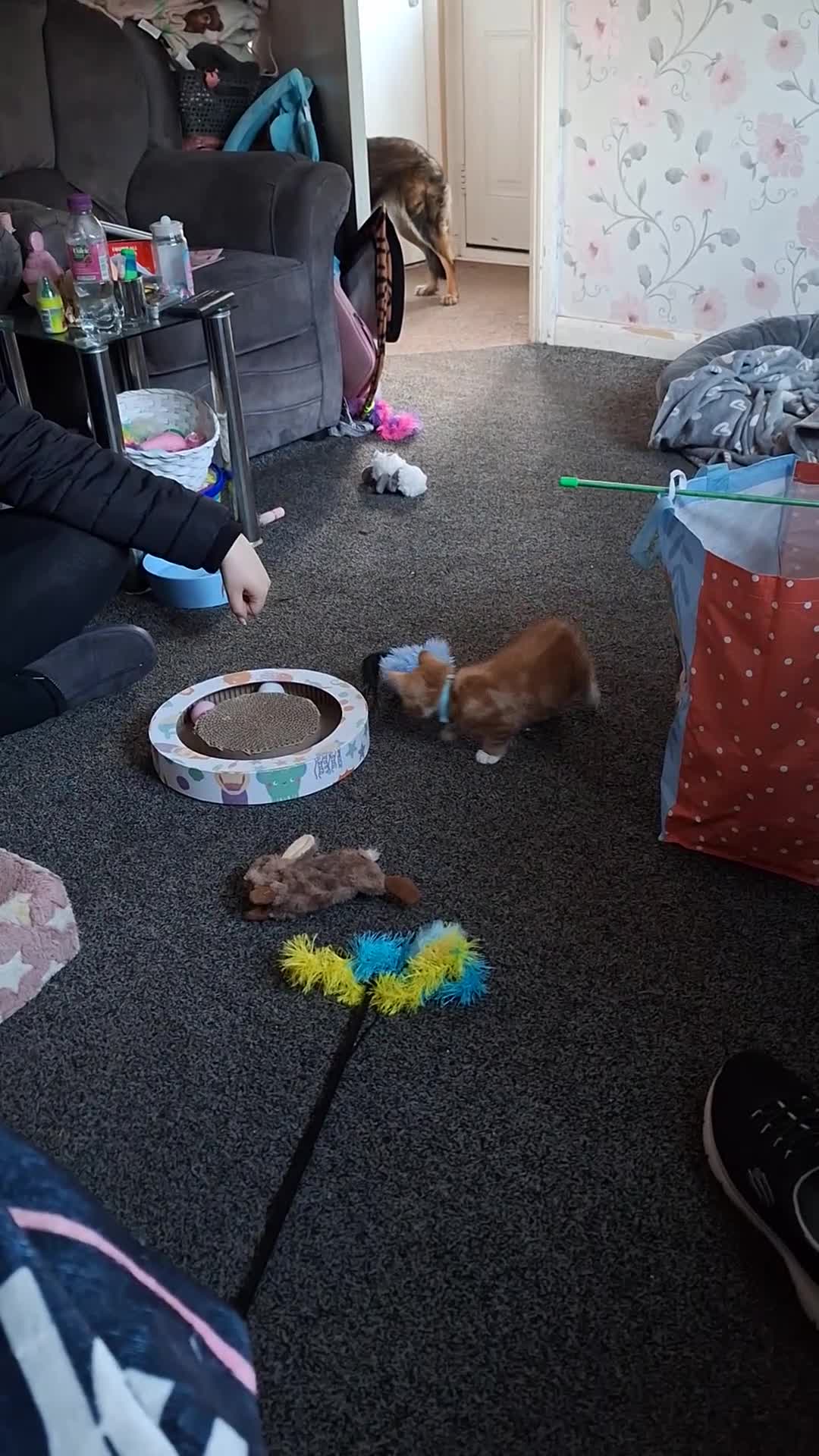 Mixed Breed cats for sale: Ginger little boy  - Video 1