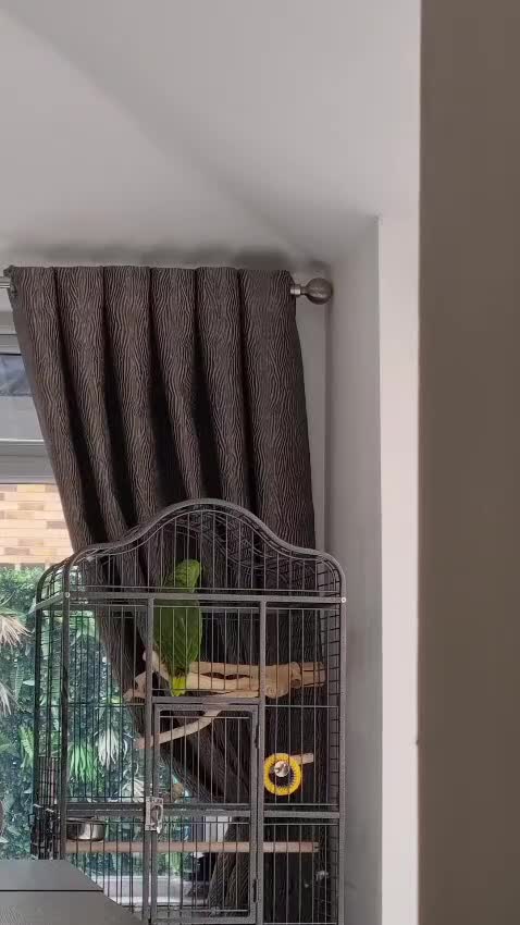 Parrots birds for sale: Talking Yellow naped amazon  - Video 1