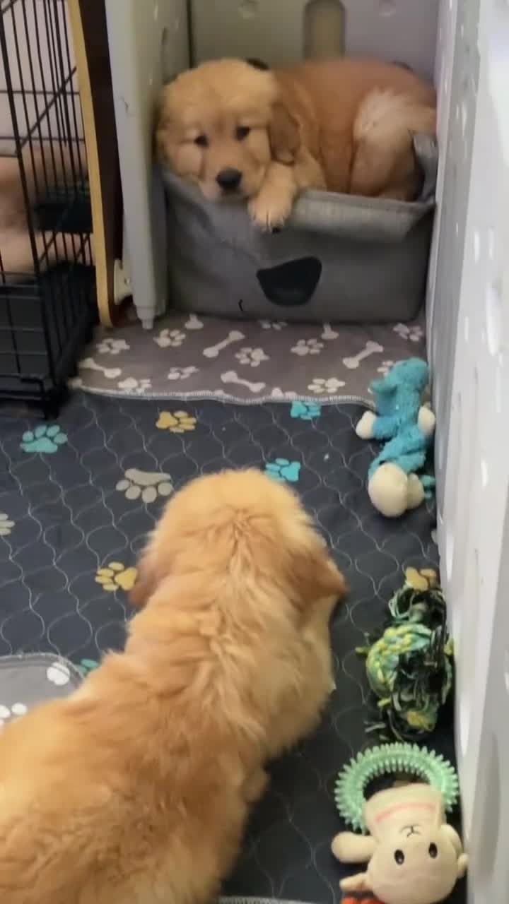 Mixed Breed dogs for sale: 🌟 Golden Retriever x Shar Pei Puppies 🌟 - Video 3