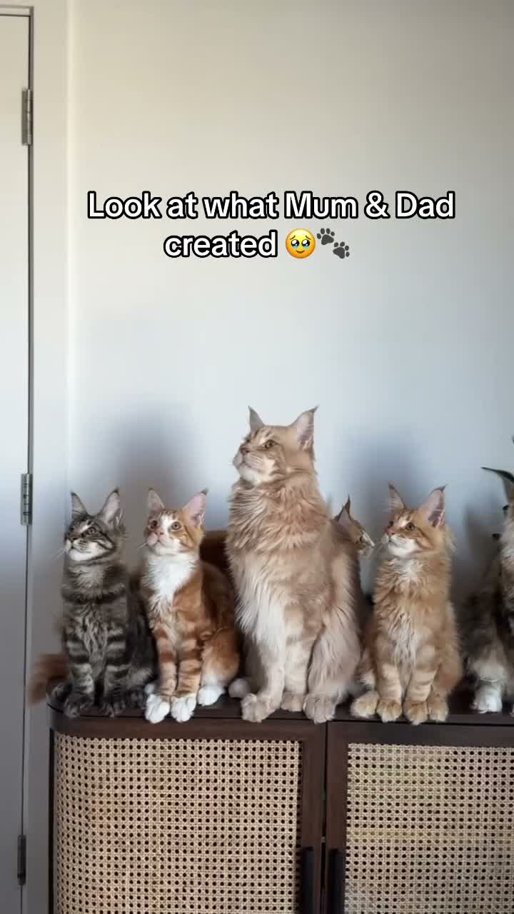 Maine Coon cats for sale: 5 Beautiful Russian Import Kittens TICA - Video 1
