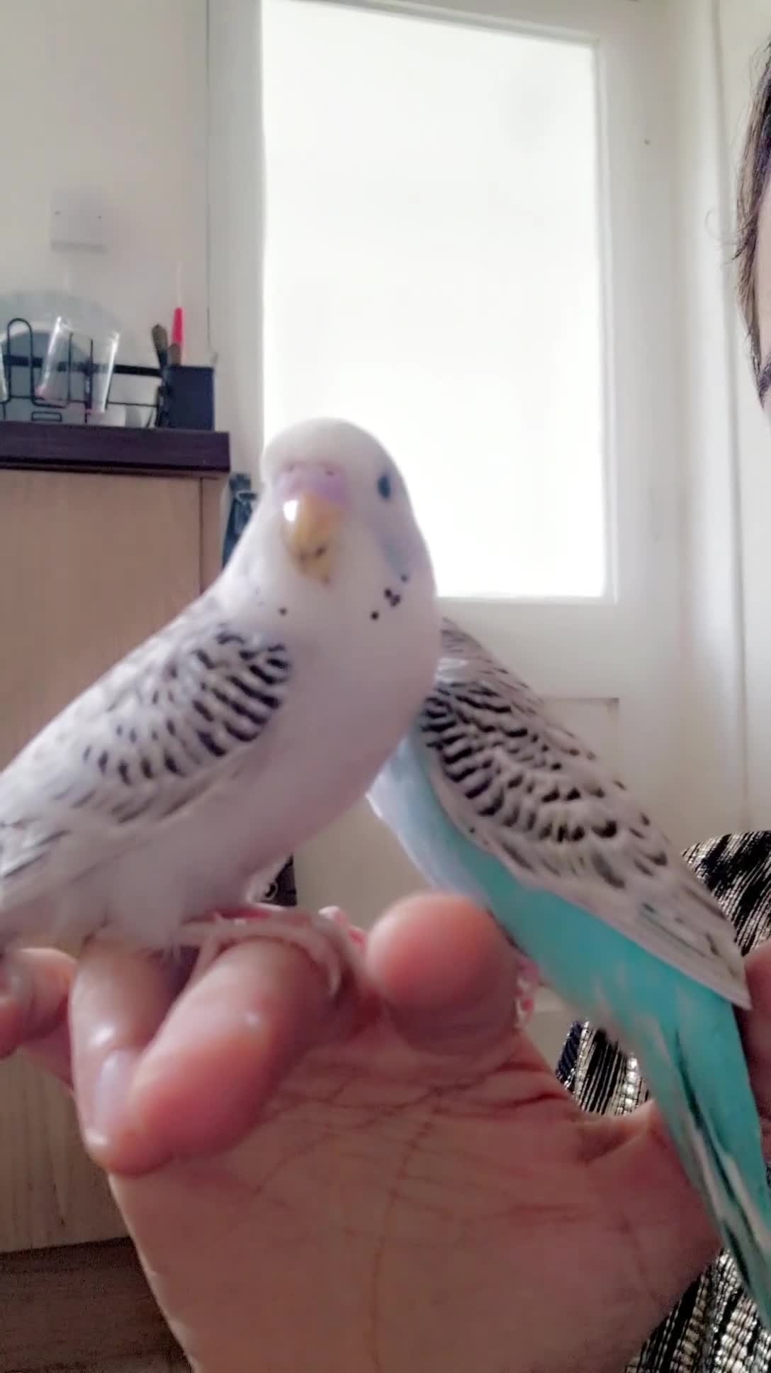 Budgerigars birds for sale: Beautiful baby budgie - Video 2