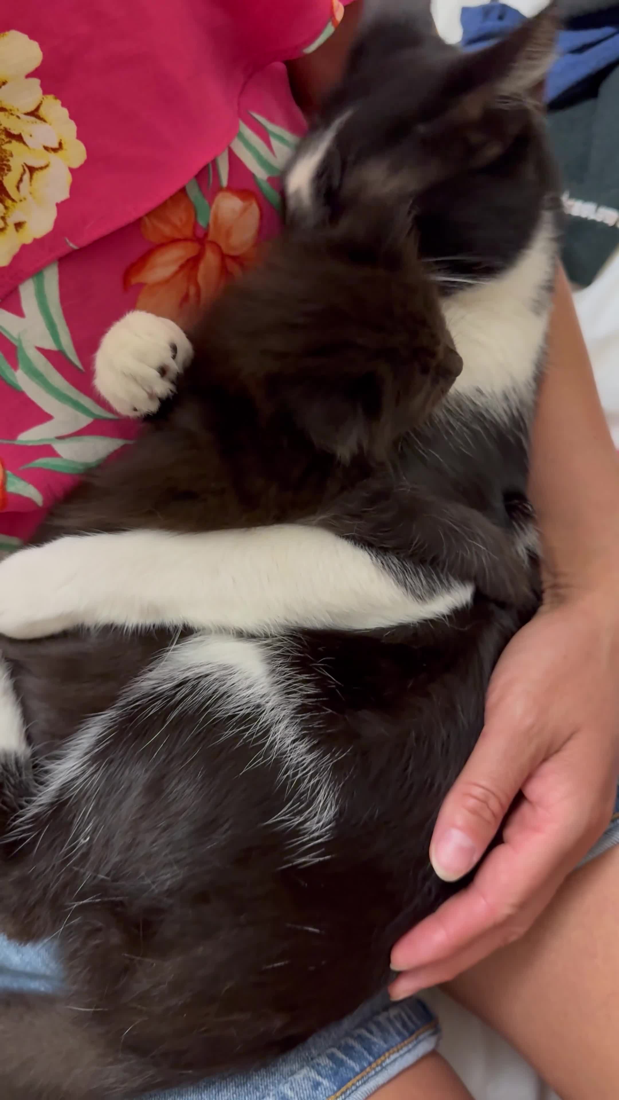 Mixed Breed cats for sale: For Sale: 5 Adorable Male Kittens 🐾 - Video 2