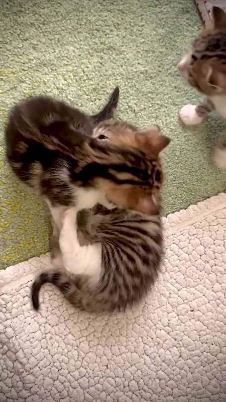 Ragdoll cats for sale: ✨ Exquisite Ragdoll-Bengal Baby Kittens ✨ - Video 1