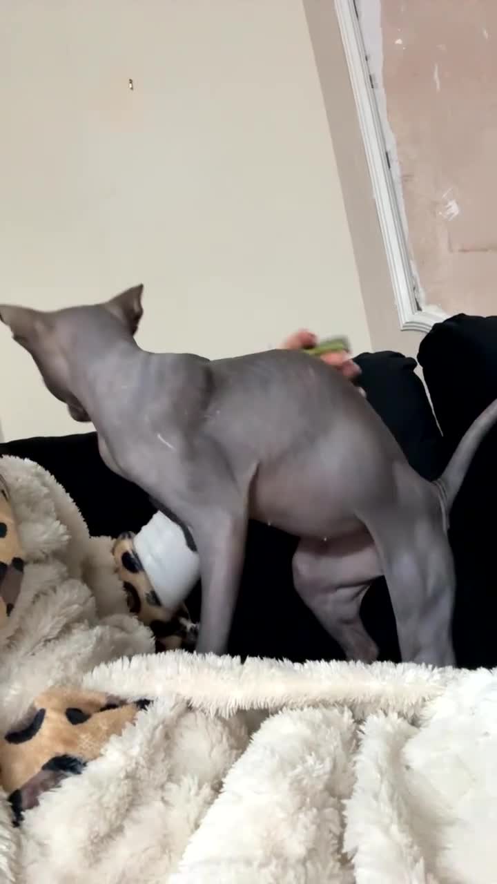 Sphynx cats for sale: Beautiful male sphynx - Video 1