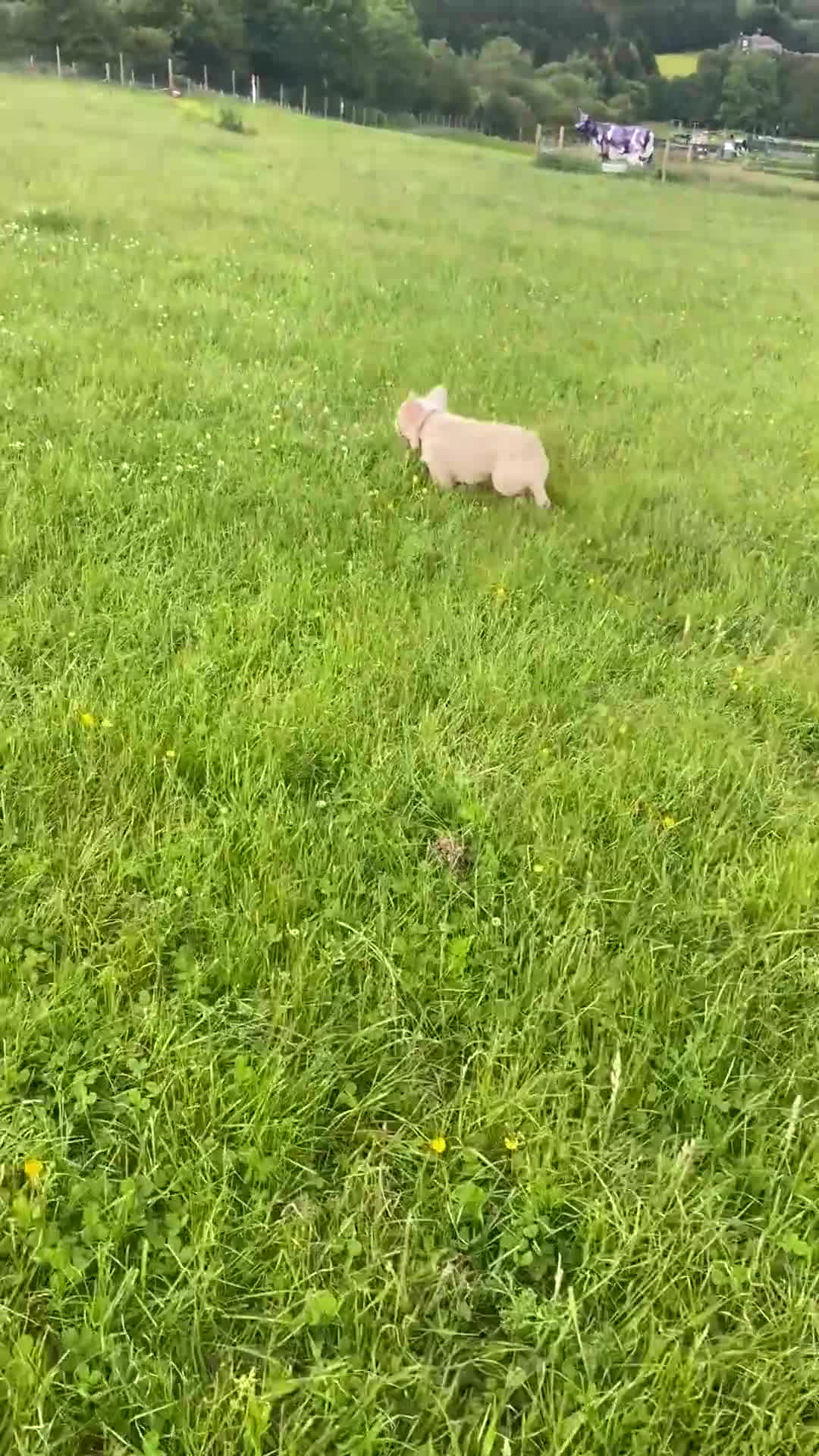 French Bulldog dogs for stud: 💓 Rocco, Pink Fluffy Boy For Stud 💓  - Video 1