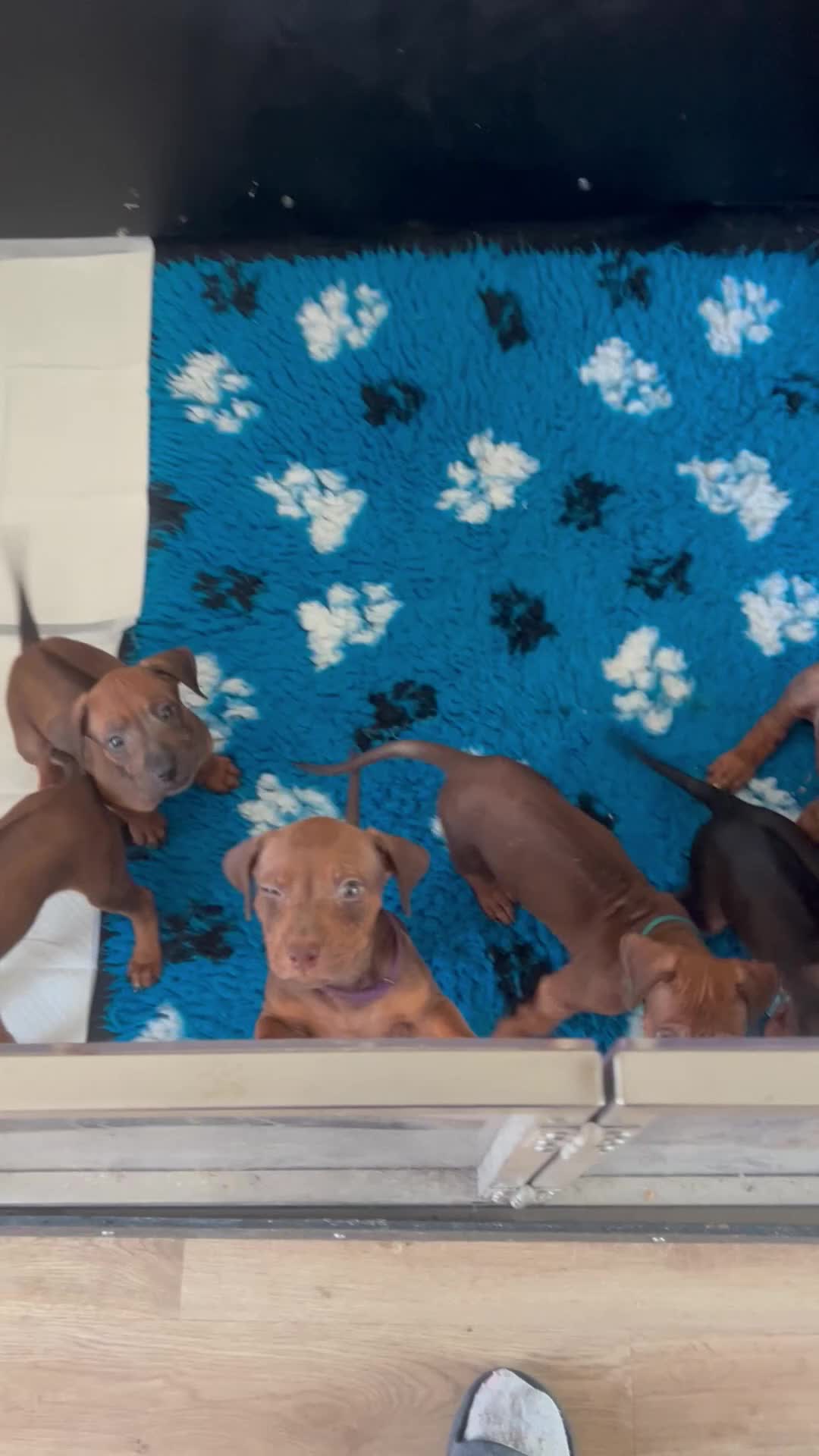 Rhodesian Ridgeback dogs for sale: K.c registered DNA clear pups  - Video 1