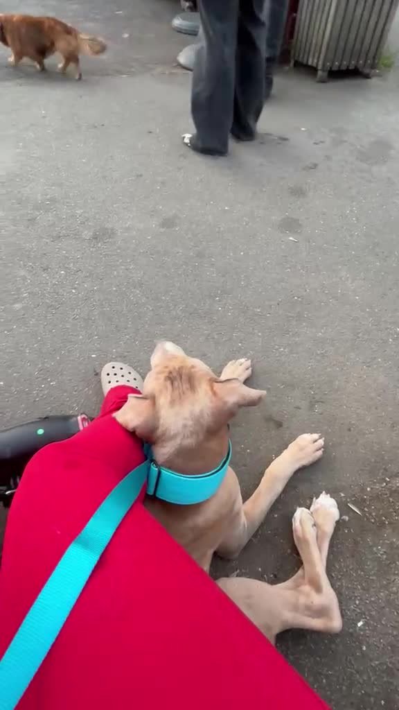 Mixed Breed dogs for sale: Mixed Breed Amazing Pup 6 Months Old - Video 5