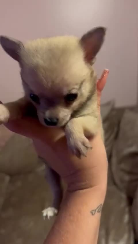 Pomchi dogs for sale: 5 beautiful xs pomchi (open to offers) - Video 5