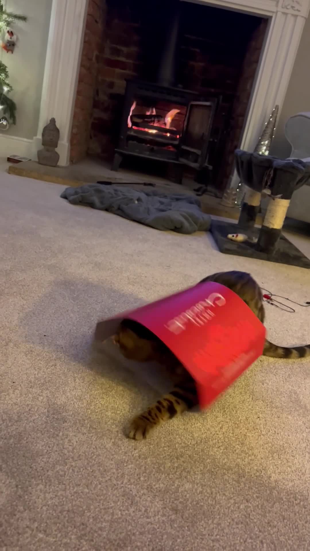 Bengal cats for sale: Beautiful Bengal Female Cat - Video 1