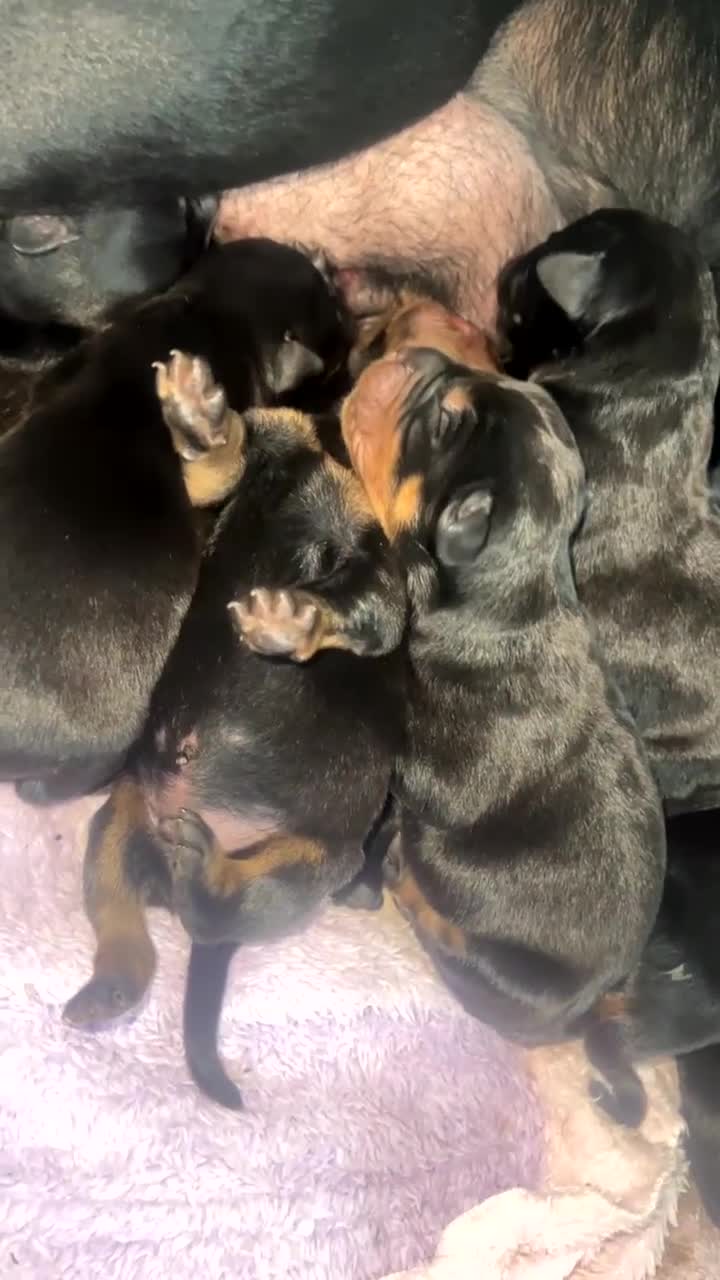 Mixed Breed dogs for sale: Corso weilers  - Video 1