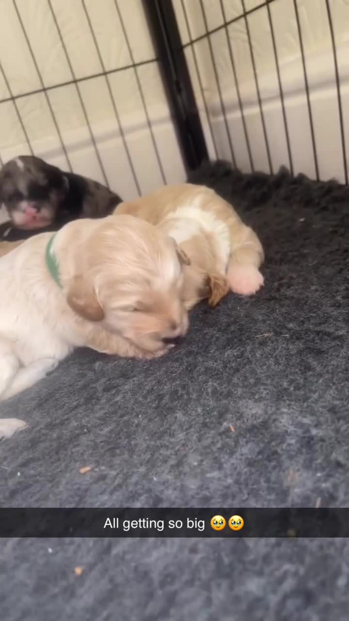 Mixed Breed dogs for sale: Beautiful Cavapoochon x cockapoo Puppies  - Video 1