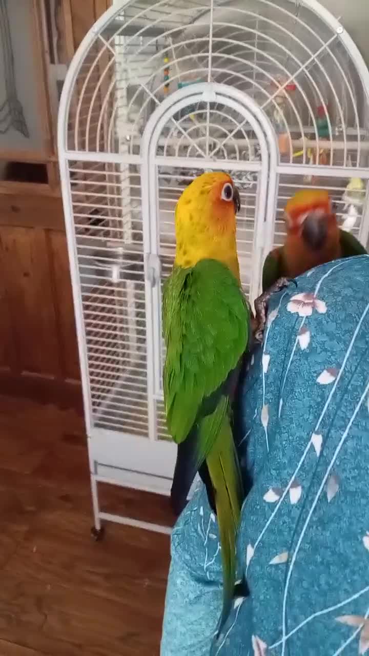 Conures birds for sale: Hand Reared Jenday Conures  in Scunthorpe - Video 2
