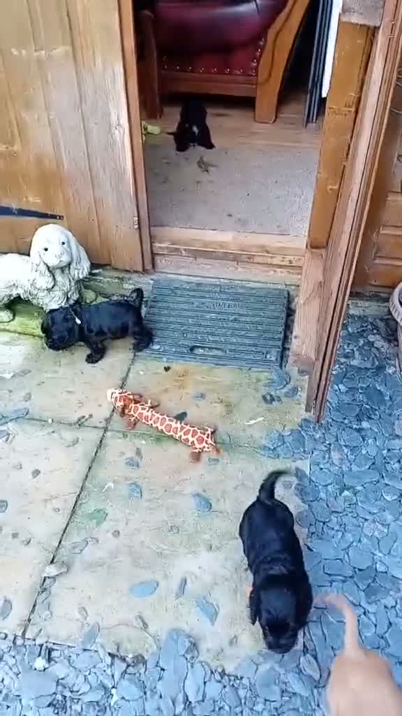 Cocker Spaniel dogs for sale: 3 PURE SHOW BLACK COCKER SPANIEL PUPPIES.  - Video 2