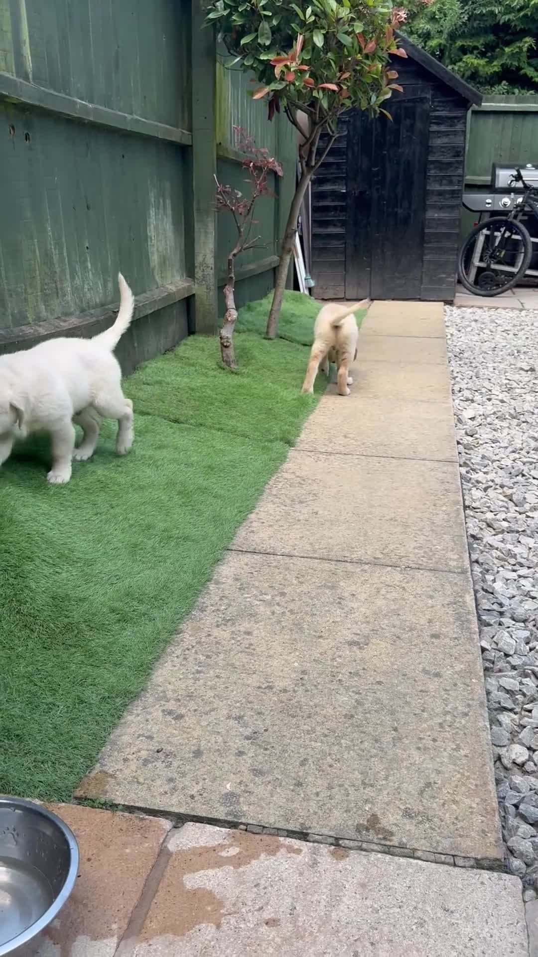 Golden Retriever dogs for sale: KC REGISTER GOLDEN RETRIEVERS PUPPIES - Video 1
