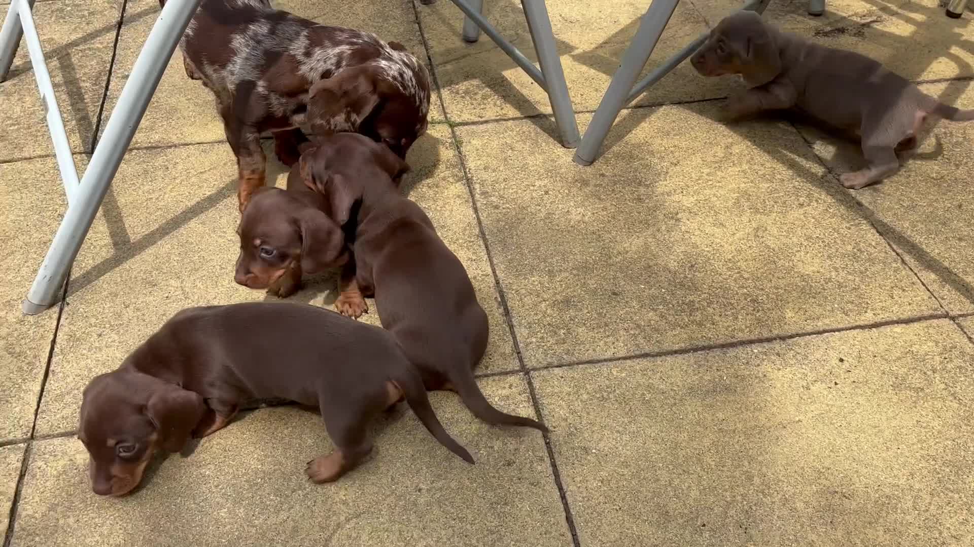 Miniature Dachshund dogs for sale: KC Registered Miniature Dachshund Puppies For Sale - Video 3