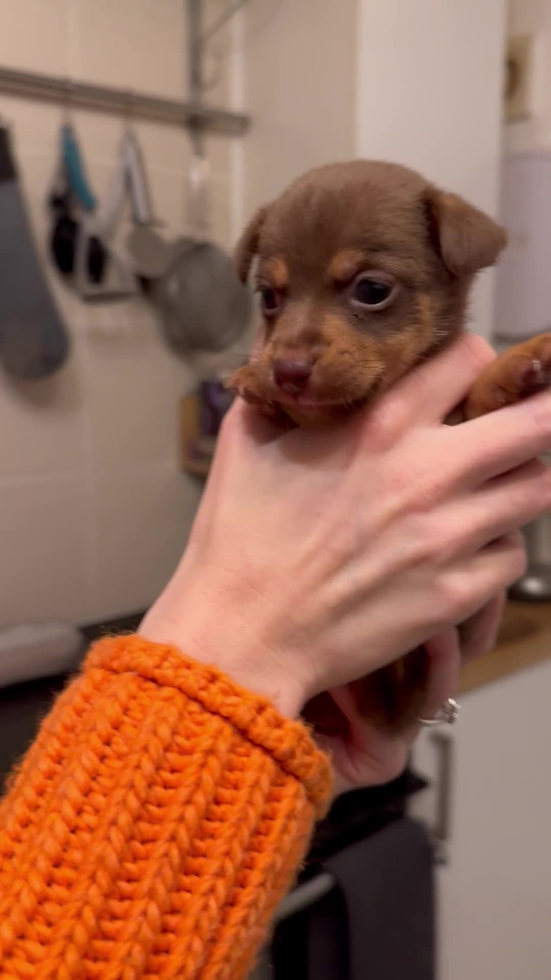 Jack Russell dogs for sale: Stunning miniature jack Russell puppies  - Video 3