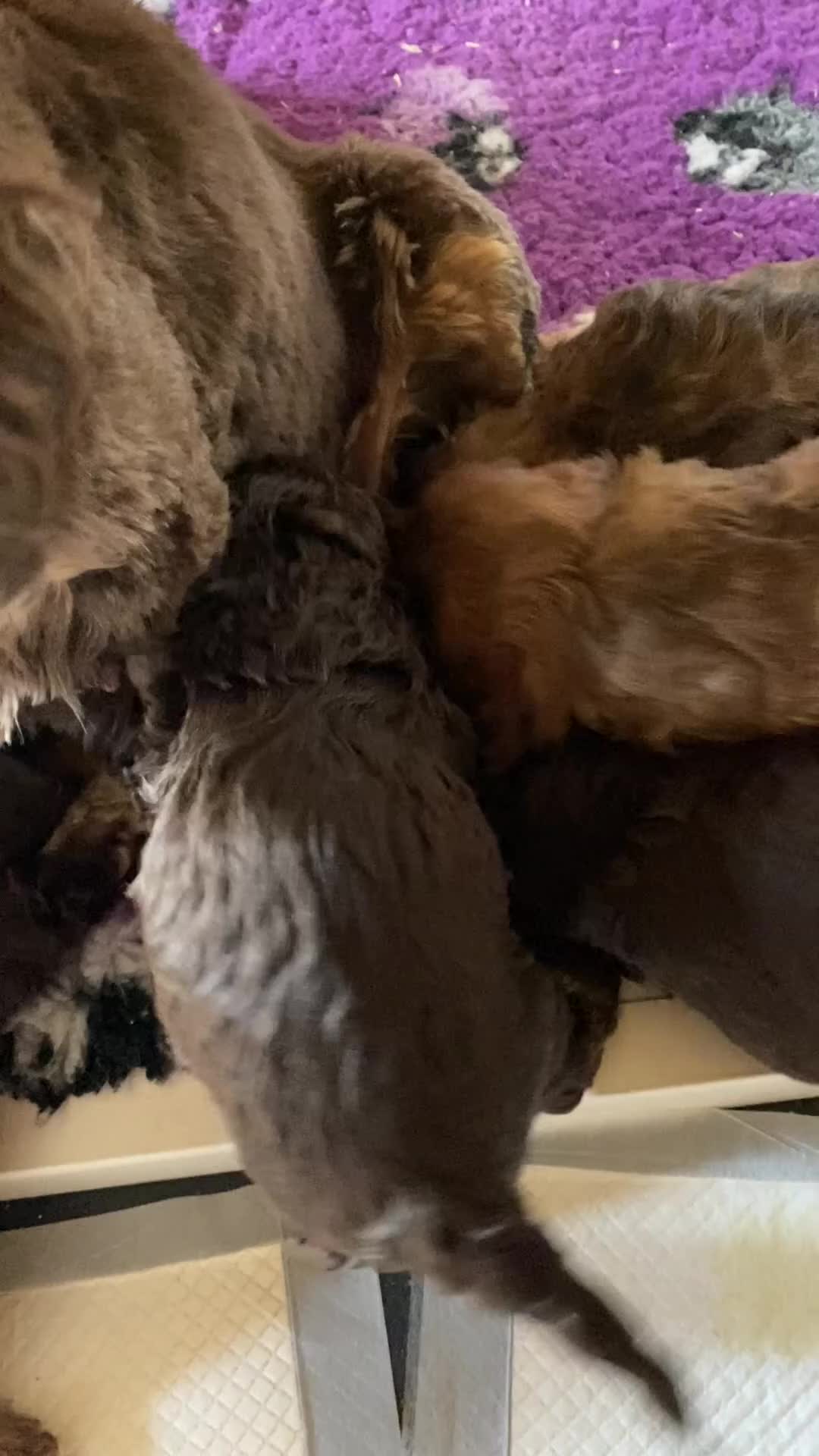 Cockapoo dogs for sale: Yankee Doodle  - Video 1