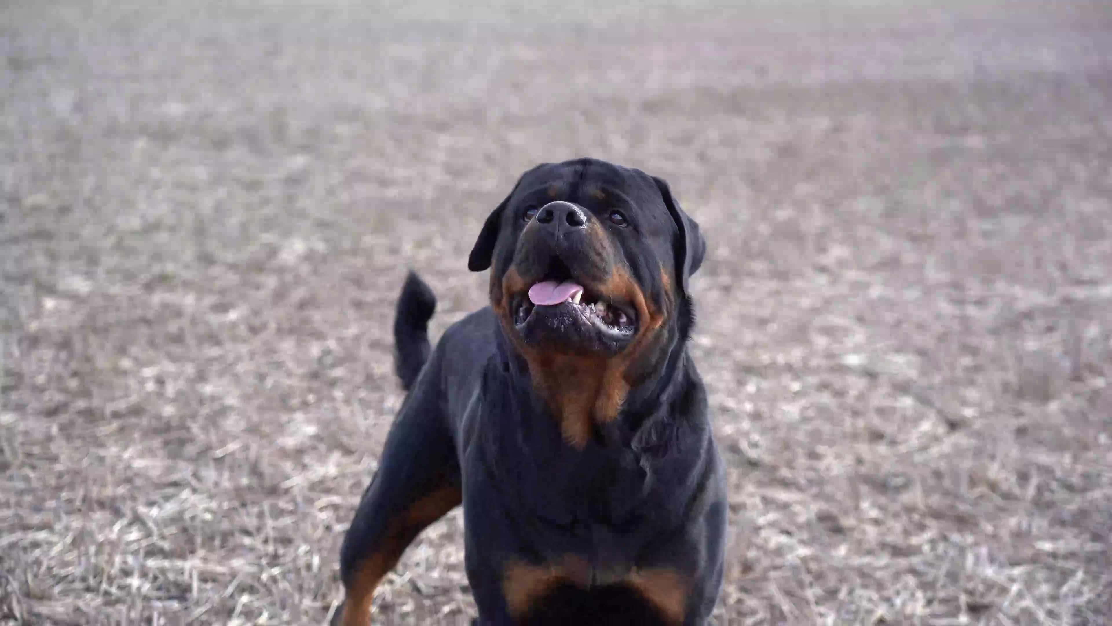 Rottweiler dogs for stud: Beautiful German Rottweiler stud  - Video 4