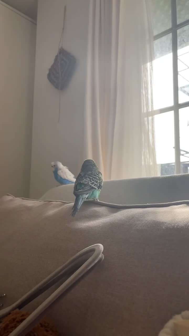 Budgerigars birds for sale: 2 budgies  - Video 1