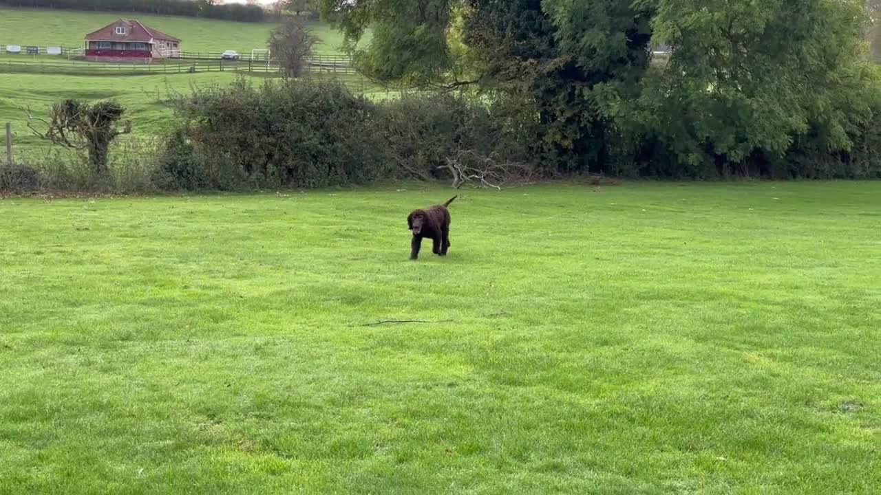 Irish Water Spaniel dogs for stud: Irish Water Spaniel Stud - Video 1