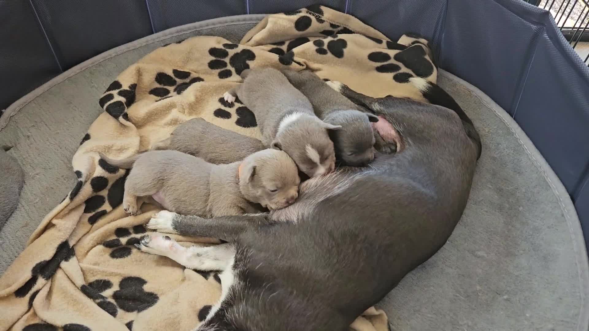 Chihuahua dogs for sale: Five Smoothcoat Chihuahua puppies for sale - Video 2