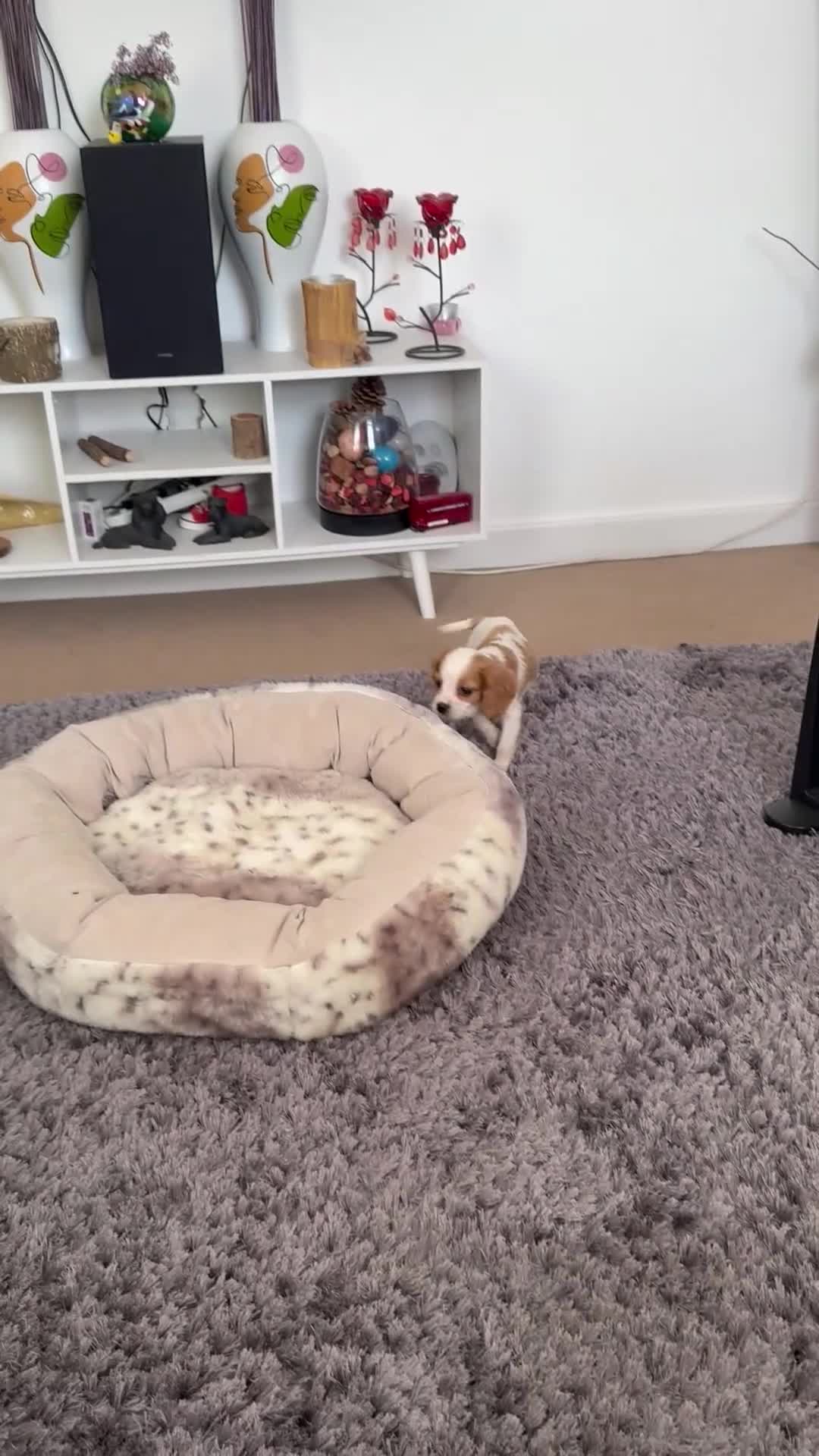 Cavalier King Charles Spaniel dogs for sale: Cavalier Puppies - Video 1
