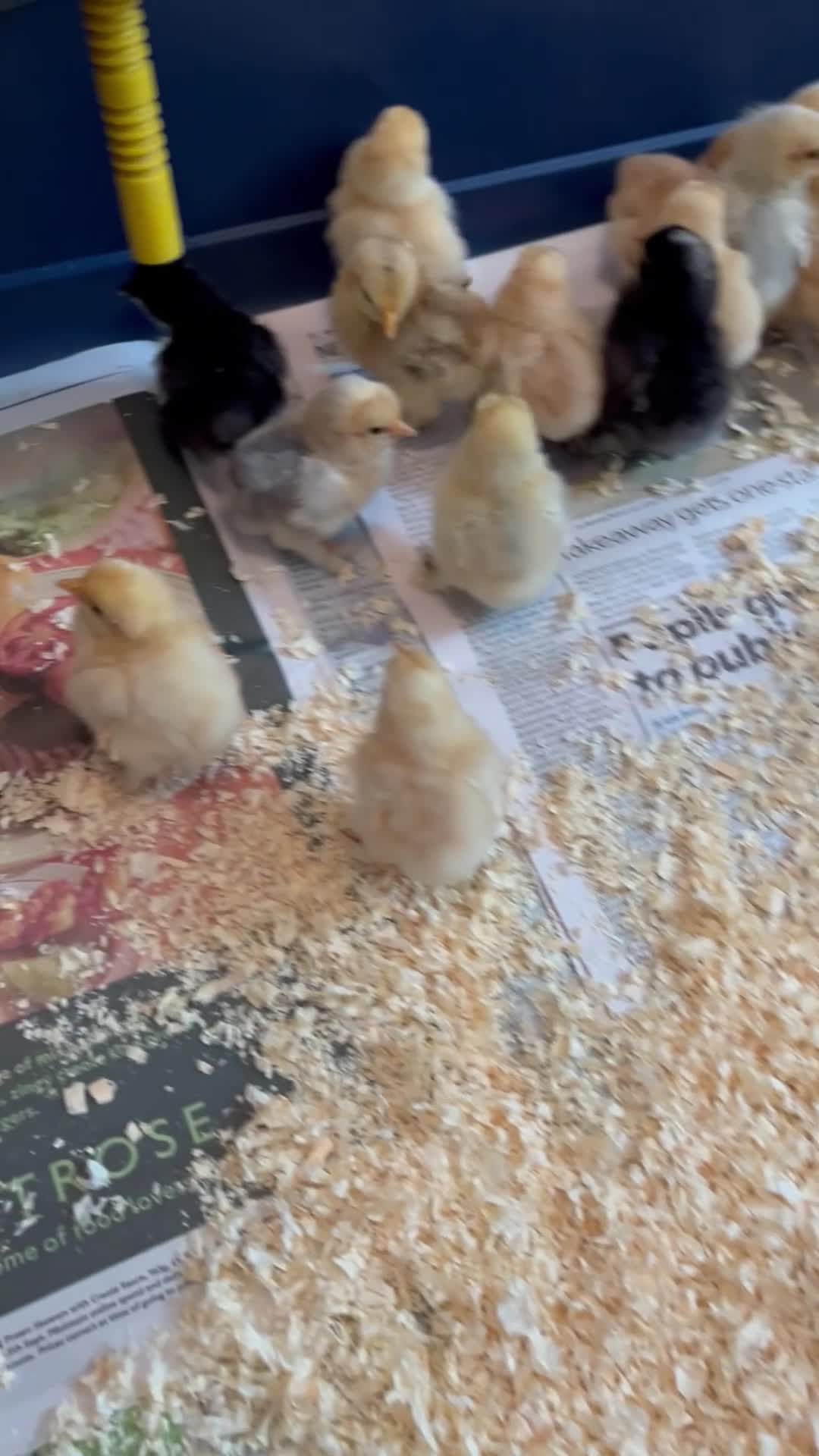 Chickens poultry for sale: Baby Pekins currently be suitable for broody hen🐥 - Video 1