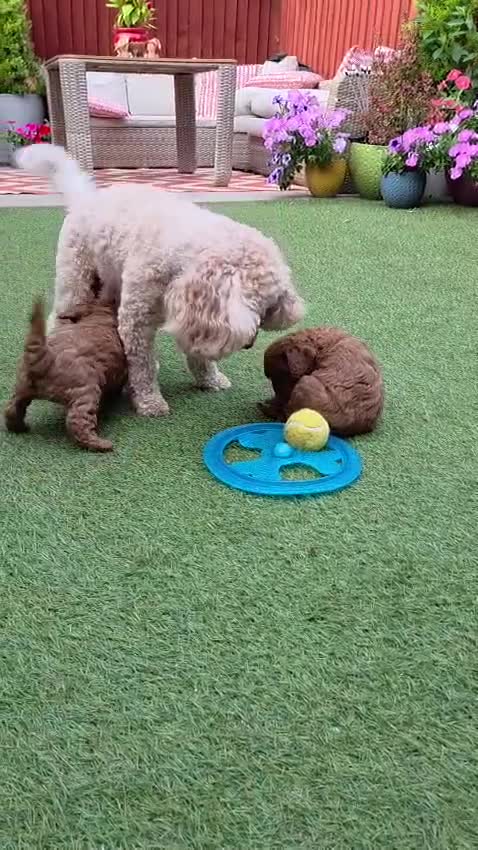 Cavapoo dogs for sale: F1b Cavapoo Puppies - Video 1