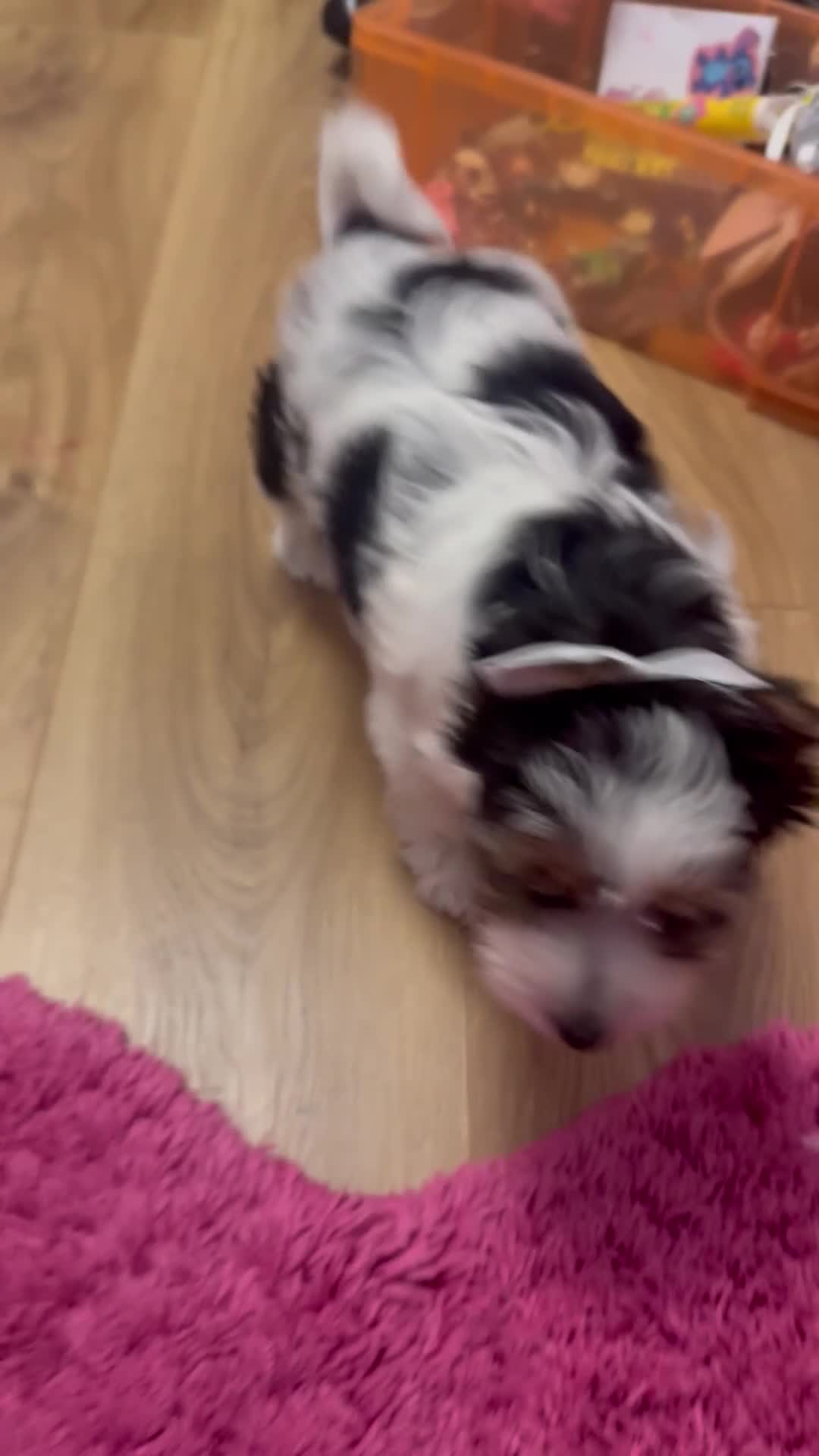 Biewer Terrier dogs for sale: 🐾Last Male Puppy Availavle- Meet Max!🐾 - Video 1
