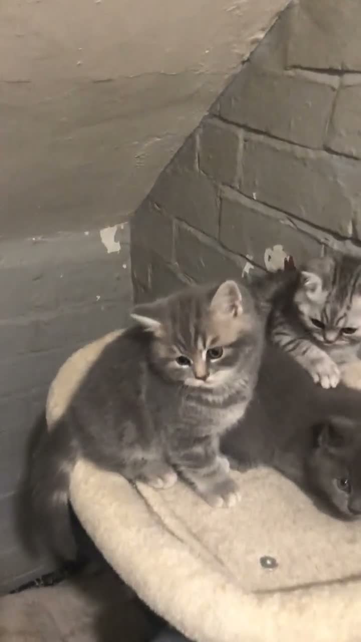 British Shorthair cats for sale: British Shorthair Kittens Full GCCF Registration  - Video 1