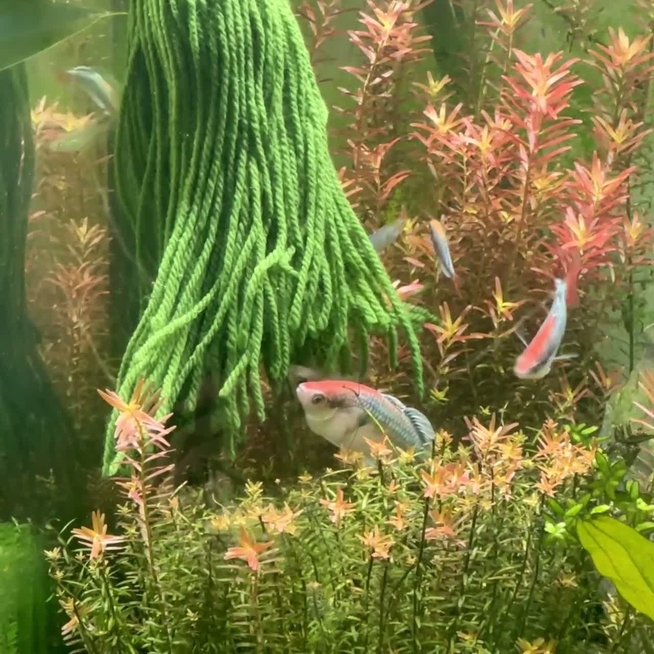 Rainbow Fish fish for sale: Rare Kali Tawa Rainbowfish & Others - Video 1