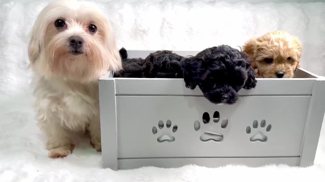 Maltipoo dogs for sale: ✨ Adorable Maltipoo Puppies Ready for New Homes ✨ - Video 1