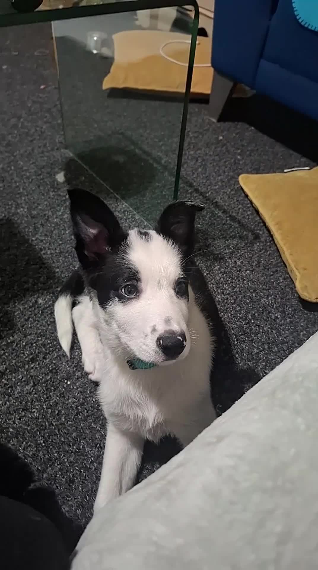 Border Collie dogs for sale: Maxi the puppy  in Ferndale - Video 1