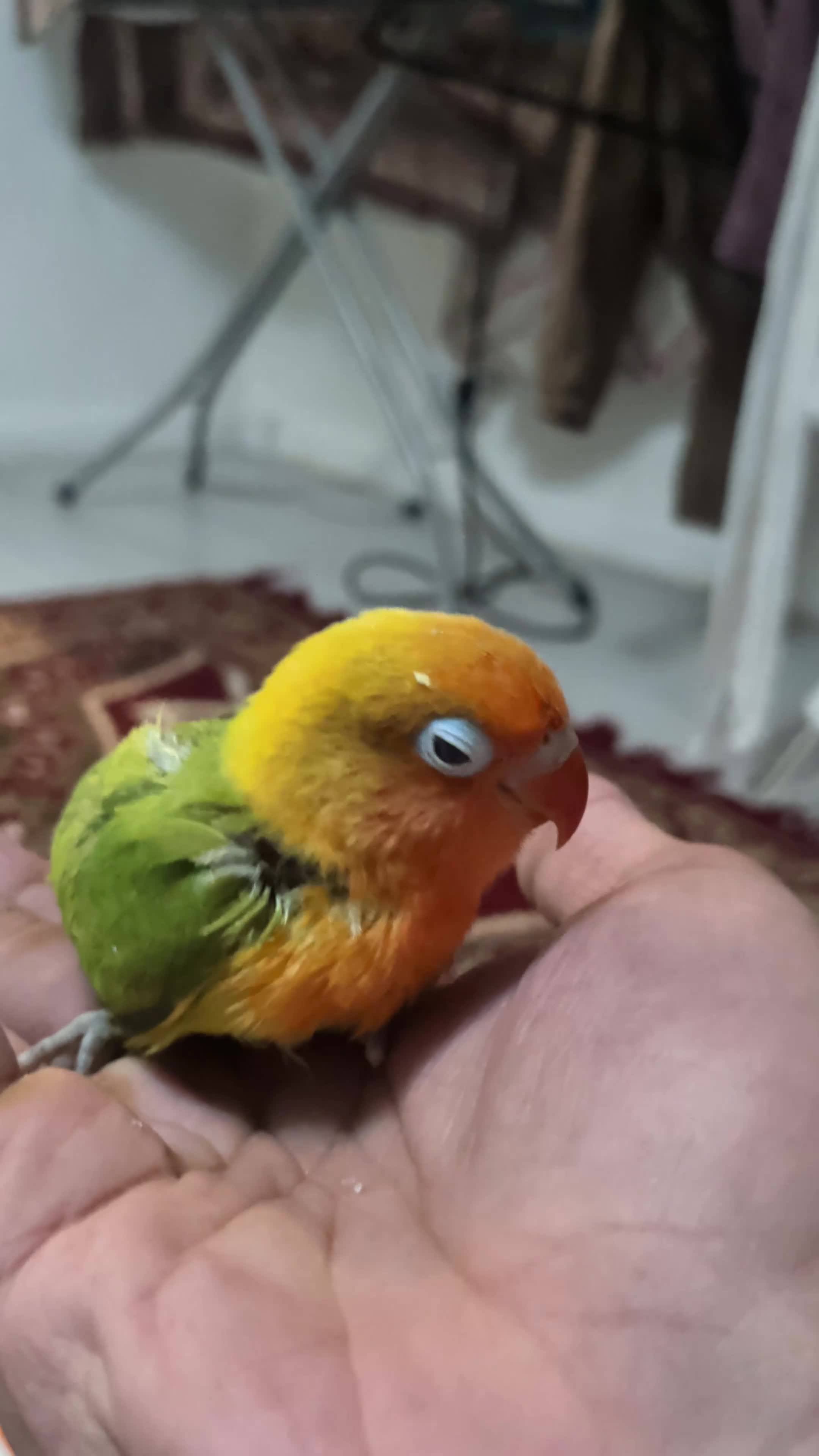 Lovebirds birds for sale: Hand Tamed Baby Love Birds🦜 in Ruislip - Video 1