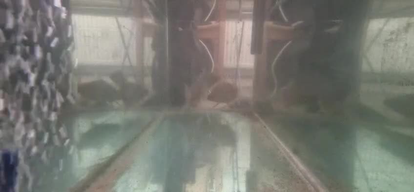 Barbs fish for sale: Ghost barbs x3 in Herne Bay - Video 1