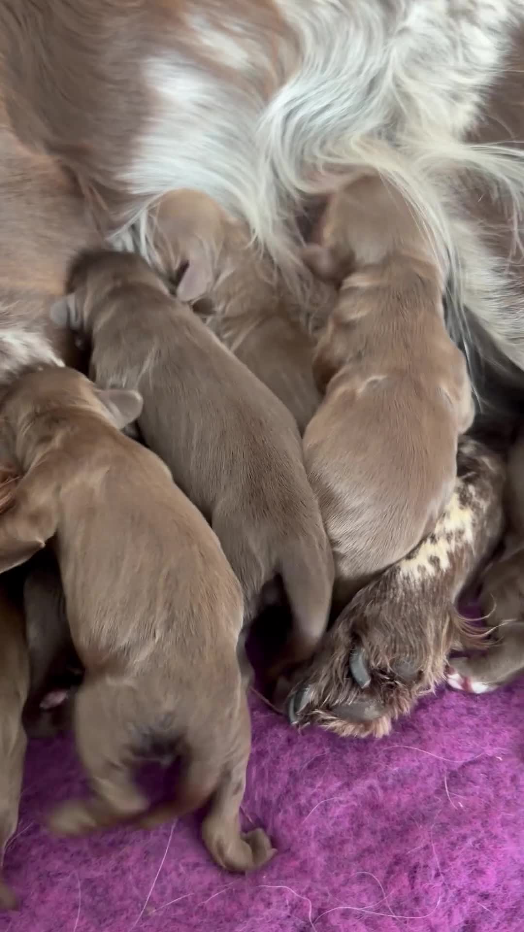 Cocker Spaniel dogs for sale: Working cocker spaniel puppies - Video 1