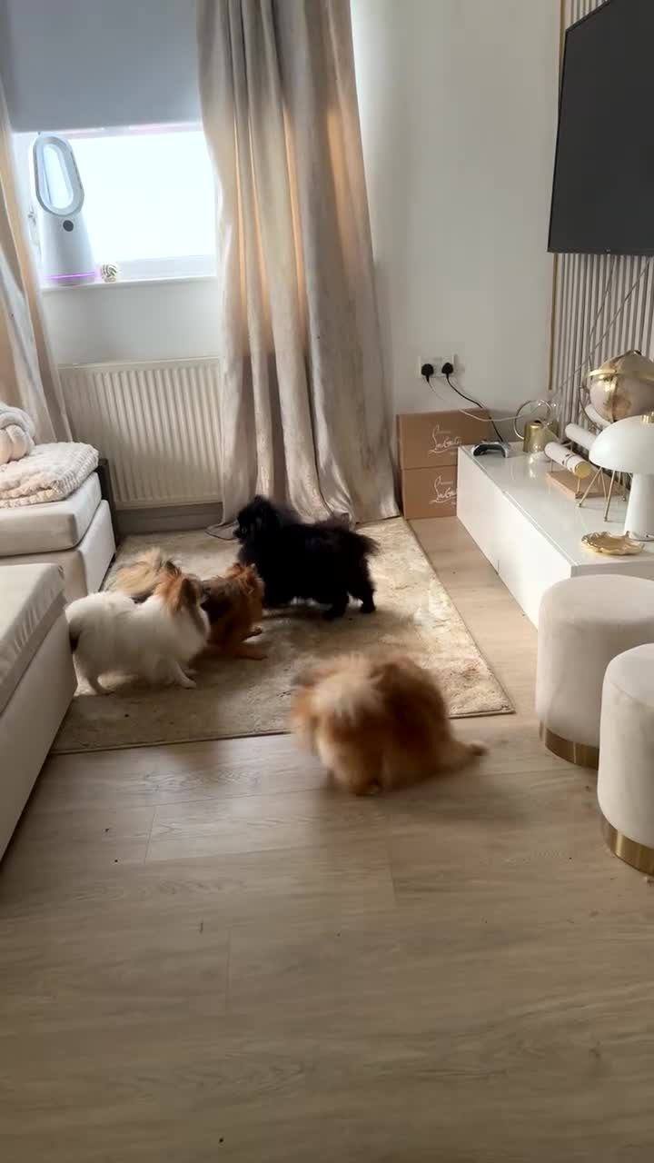 Pomeranian dogs for sale: Pomeranian puppies 💕 - Video 2