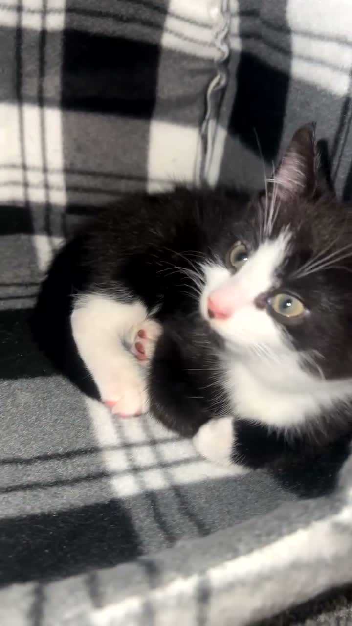 Mixed Breed cats for sale: Black & White Kittens — Loving Homes - Video 4