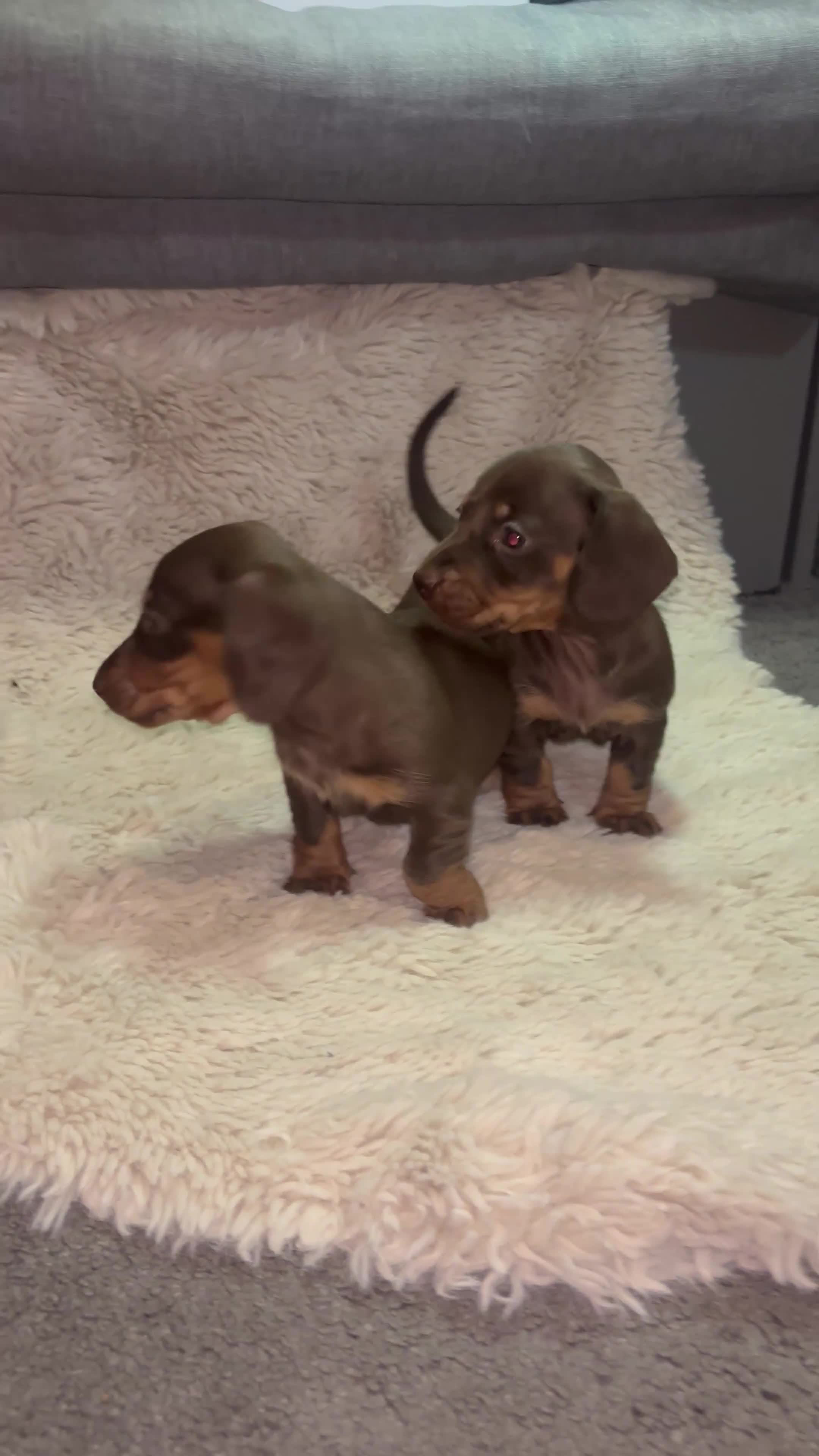Miniature Dachshund dogs for sale: The sausage squad has arrived!  - Video 2