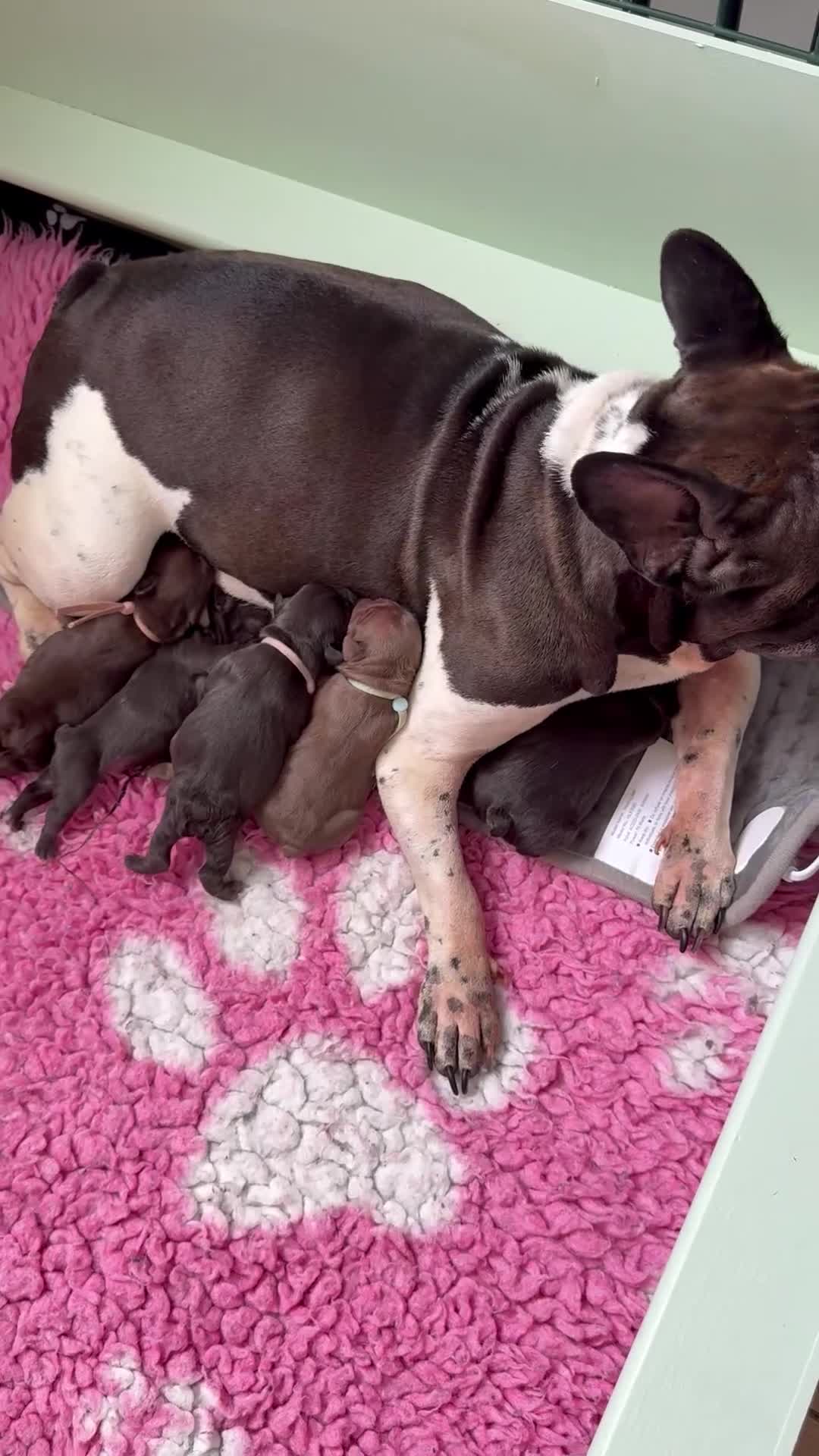 French Bulldog dogs for sale: 🐾Amazing French Bulldog Puppies🐾 - Video 1