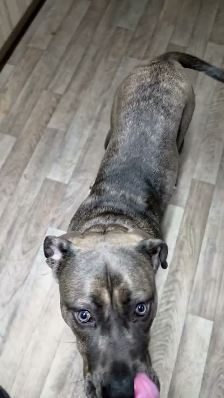 Mixed Breed dogs for sale: Forever home wanted  - Video 1