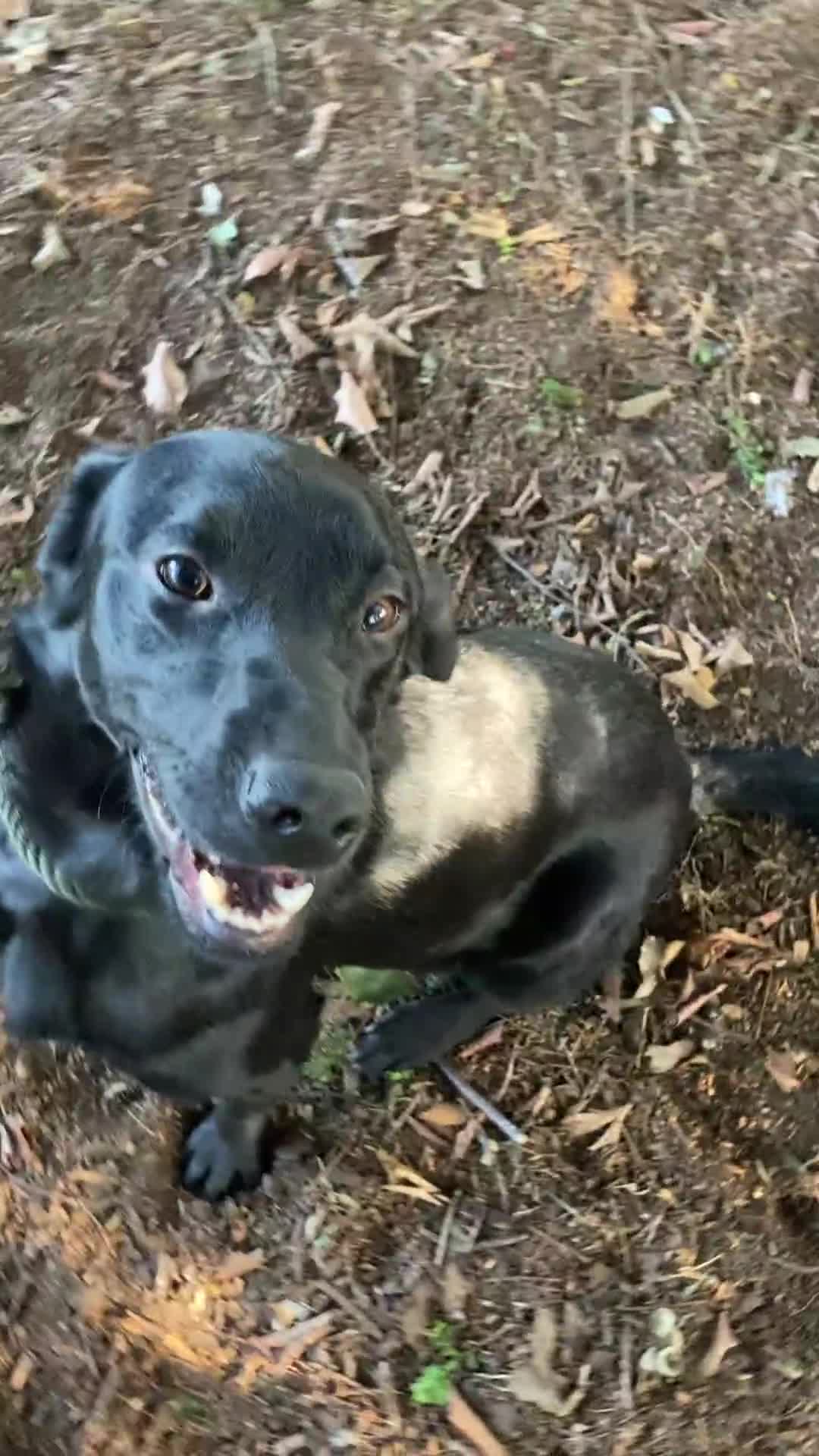 Mixed Breed dogs for sale: Stunning Work Labrador Mix  - Video 4