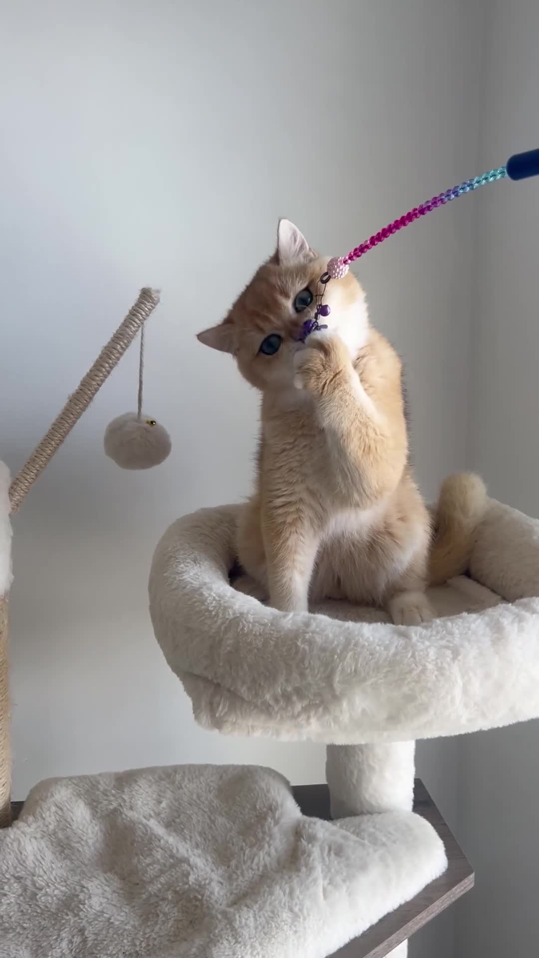 British Shorthair cats for sale: 6 Month Ny12 Golden BSH Boy from European Parents - Video 1